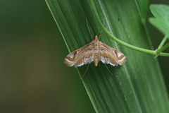 Eoophyla gibbosalis