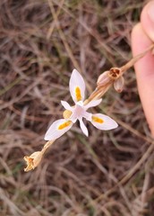 Moraea stricta