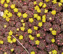 Euphorbia clavarioides
