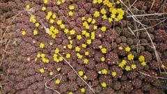 Euphorbia clavarioides