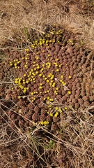 Euphorbia clavarioides