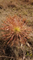 Boophone disticha