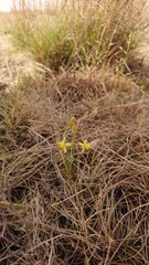 Bulbine