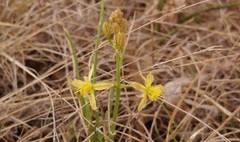 Bulbine