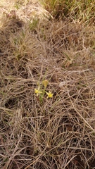 Bulbine