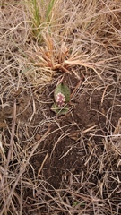 Drimiopsis burkei