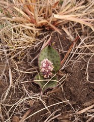 Drimiopsis burkei