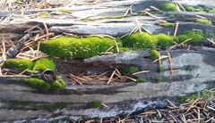 Hymenoloma crispulum