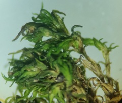 Hymenoloma crispulum