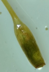 Hymenoloma crispulum