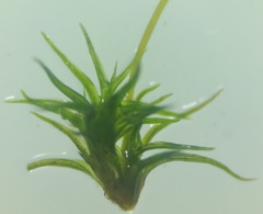 Hymenoloma crispulum