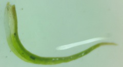 Hymenoloma crispulum