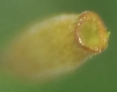 Hymenoloma crispulum