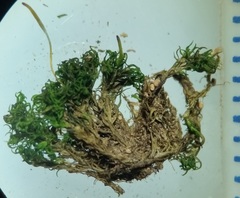 Hymenoloma crispulum