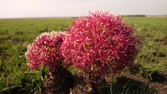 Boophone disticha