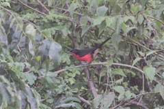 Laniarius erythrogaster