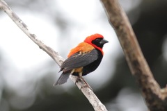 Euplectes hordeaceus