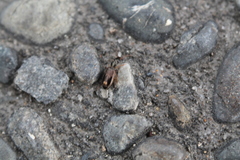 Anomotarus variegatus