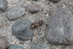 Anomotarus variegatus