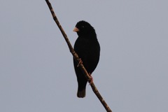 Vidua chalybeata