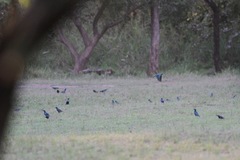 Lamprotornis chalybaeus