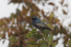 Lamprotornis chalybaeus