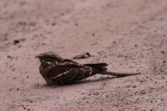 Caprimulgus climacurus