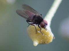 Azeliinae
