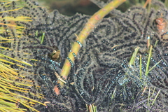 Ladakh Toad photo 3