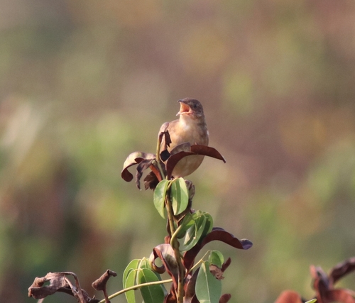Broad-tailed Grassbird (Schoenicola platyurus), photo 7
