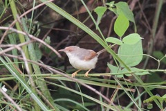 Prinia erythroptera