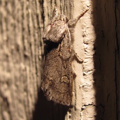 Acronicta tota