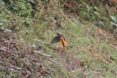 Cossypha niveicapilla