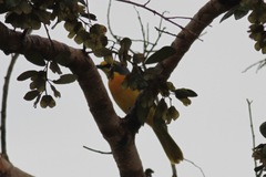 Telophorus sulfureopectus