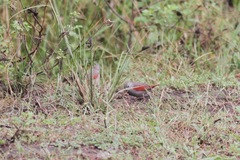 Pytilia phoenicoptera