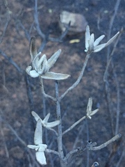 Salvia leucophylla