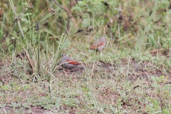 Pytilia phoenicoptera