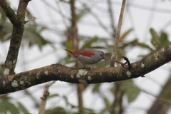 Pytilia phoenicoptera