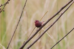 Lagonosticta rufopicta