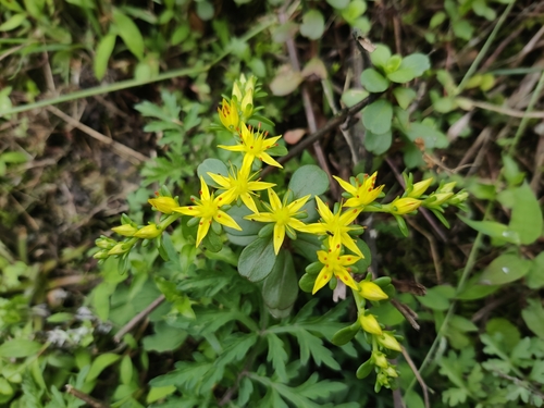Chinese woodland stonecrop