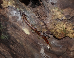 Cormocephalus rubriceps