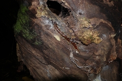 Cormocephalus rubriceps