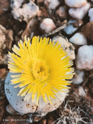 Dinteranthus pole-evansii