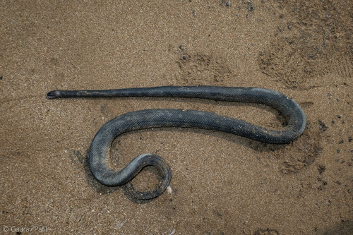 Polyodontognathus caerulescens observed 2021-11-02