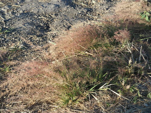 Eragrostis tenellula