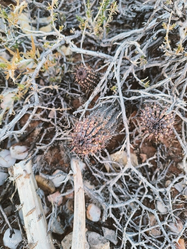 Ceropegia officinalis