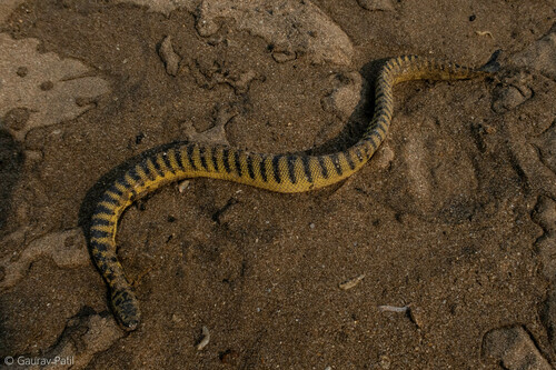 Photo of a Short Sea Snake (Hydrophis curtus)