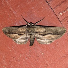 Holochroa dissociarius