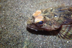 Chitonotus pugetensis