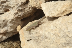 Podarcis filfolensis maltensis